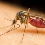 2 Billion Genetically Modified Mosquitos To Release In The US