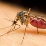 2 Billion Genetically Modified Mosquitos To Release In The US