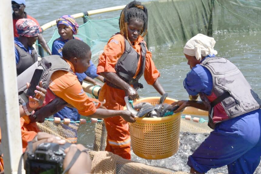 Women breaking barriers in the fish farming industry in Uganda