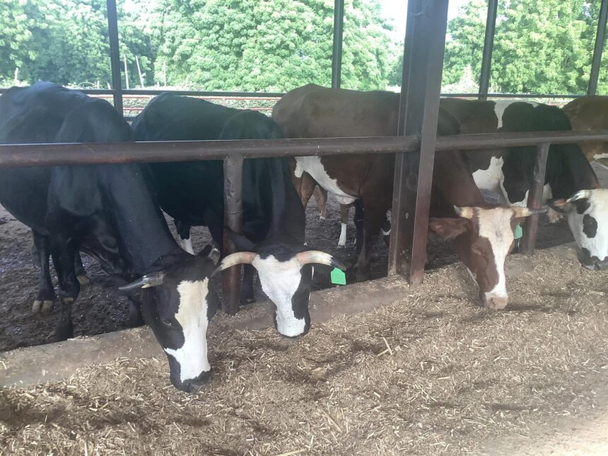Inside Buhari's Cattle Farm By Femi Adesina